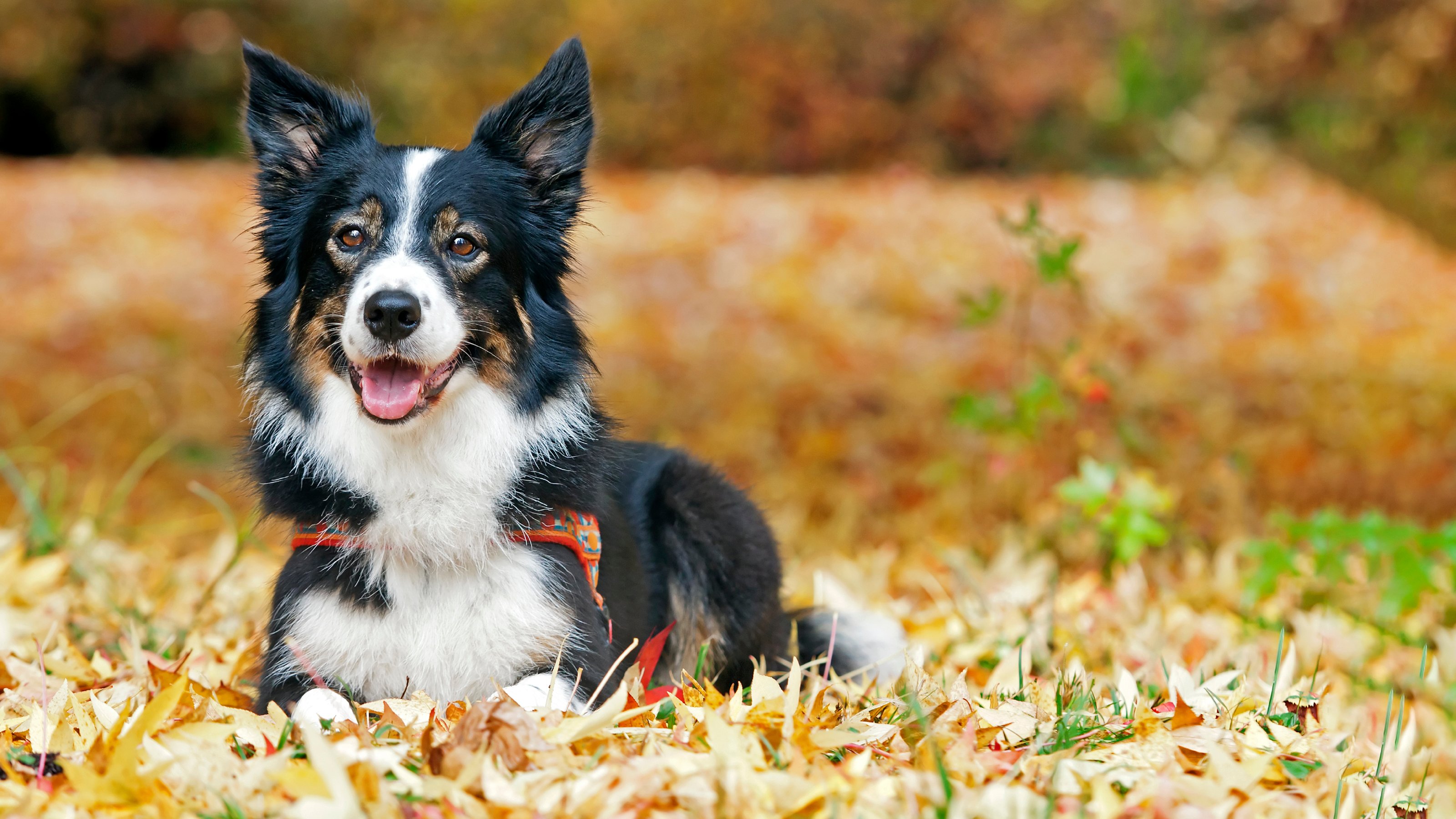 border collie dog in long grass