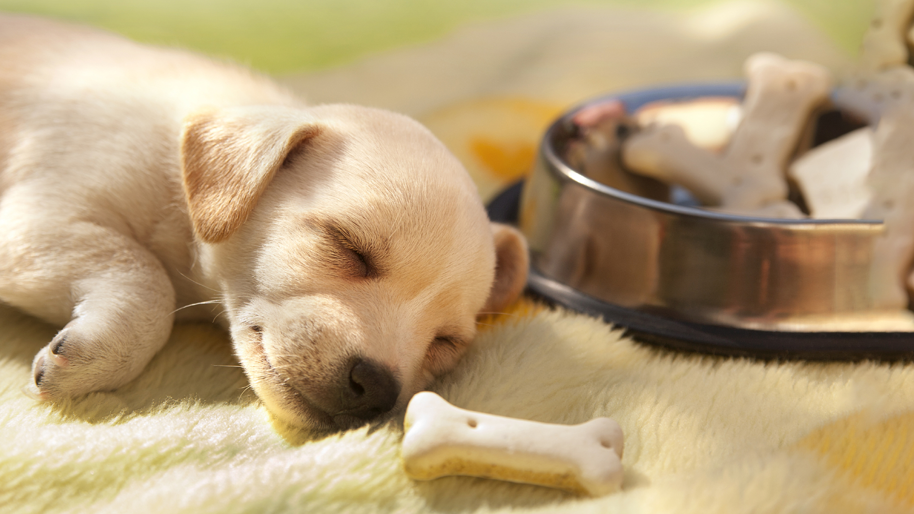 puppy sleeping by food bowl