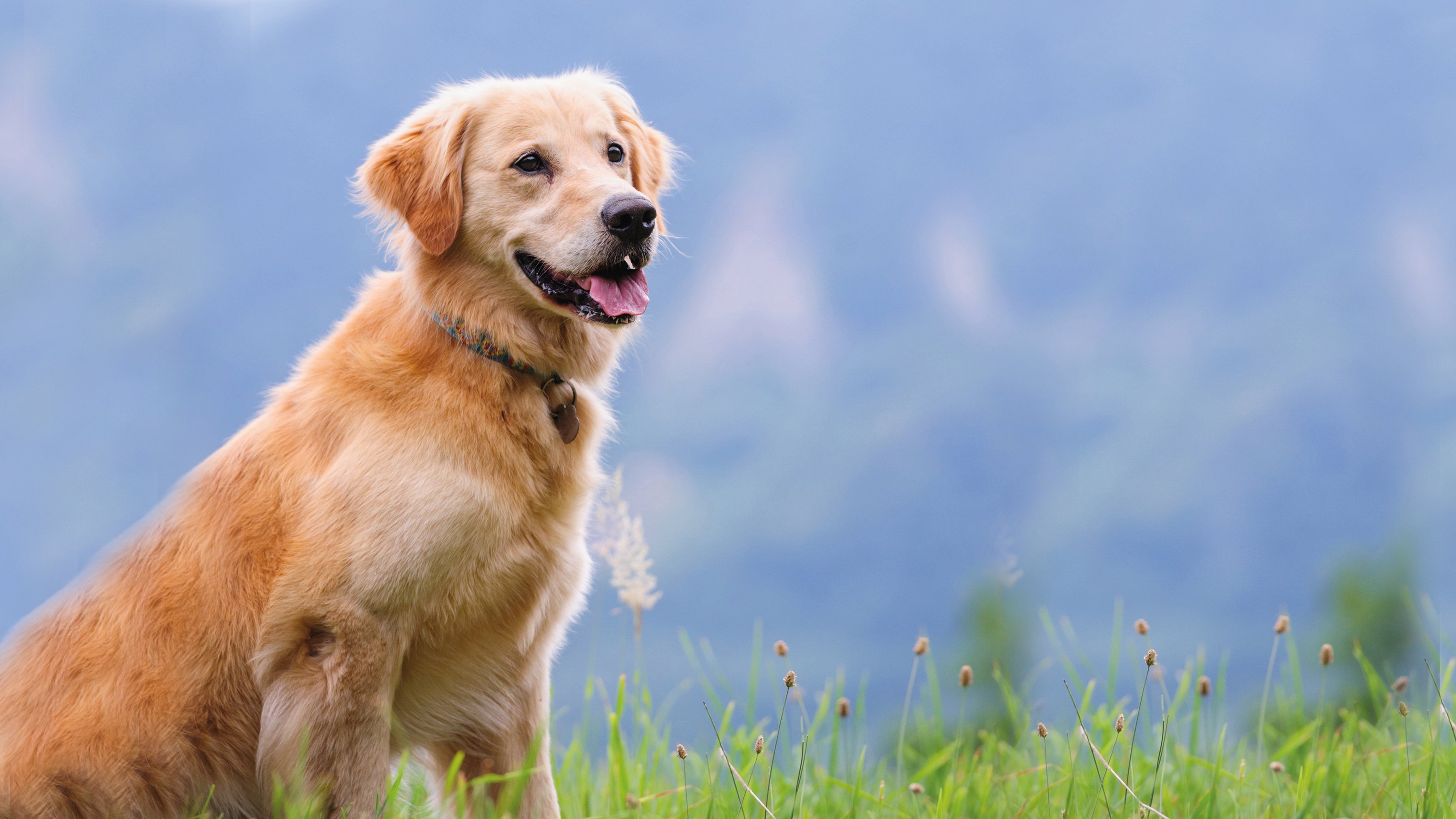 large dog on walk looking over hills