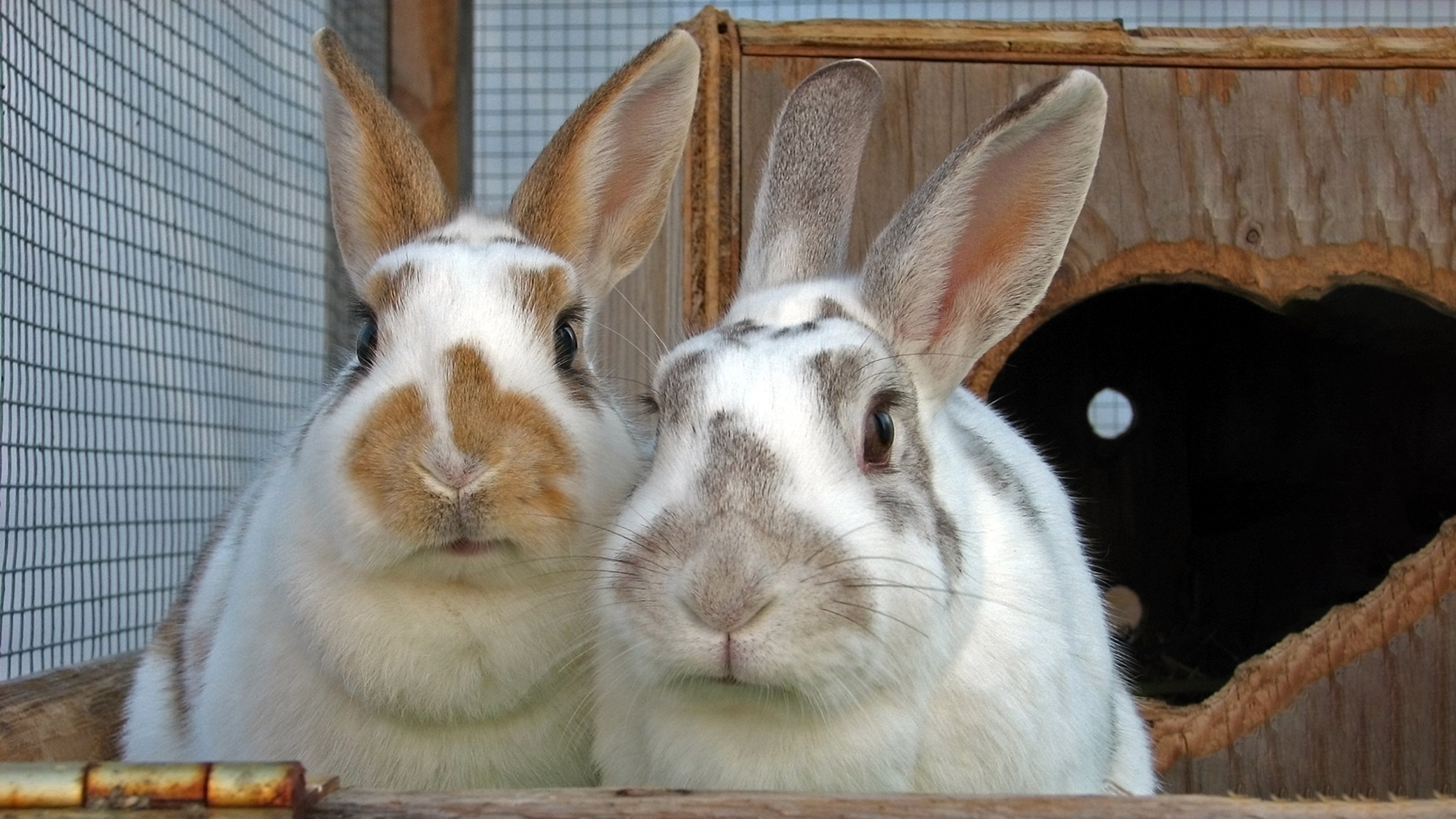 Vets4pets rabbit neutering hot sale cost