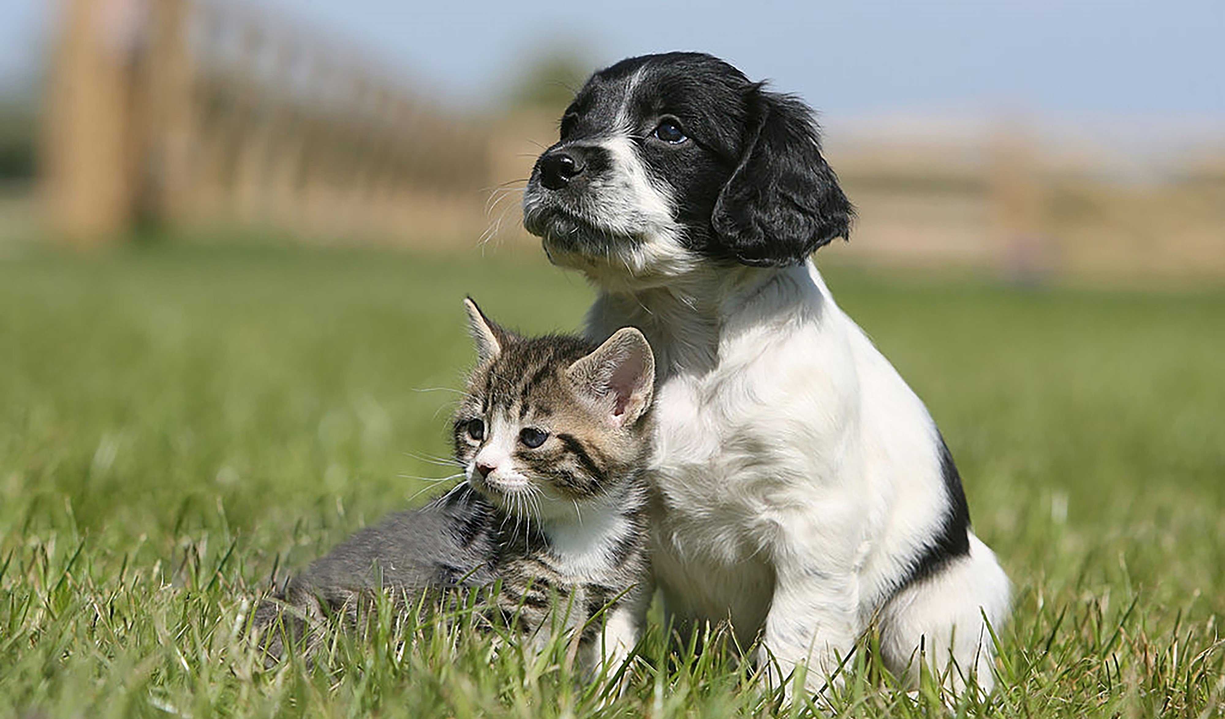 Puppy Kitten Image