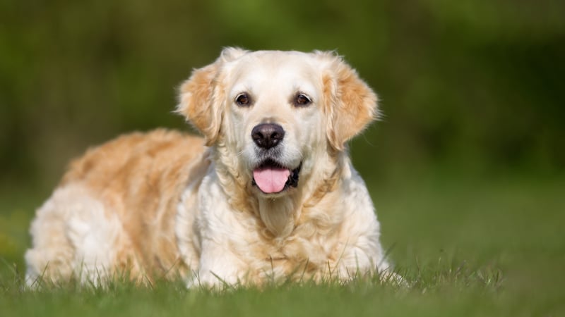 Vets in Bristol Filton | Companion Care