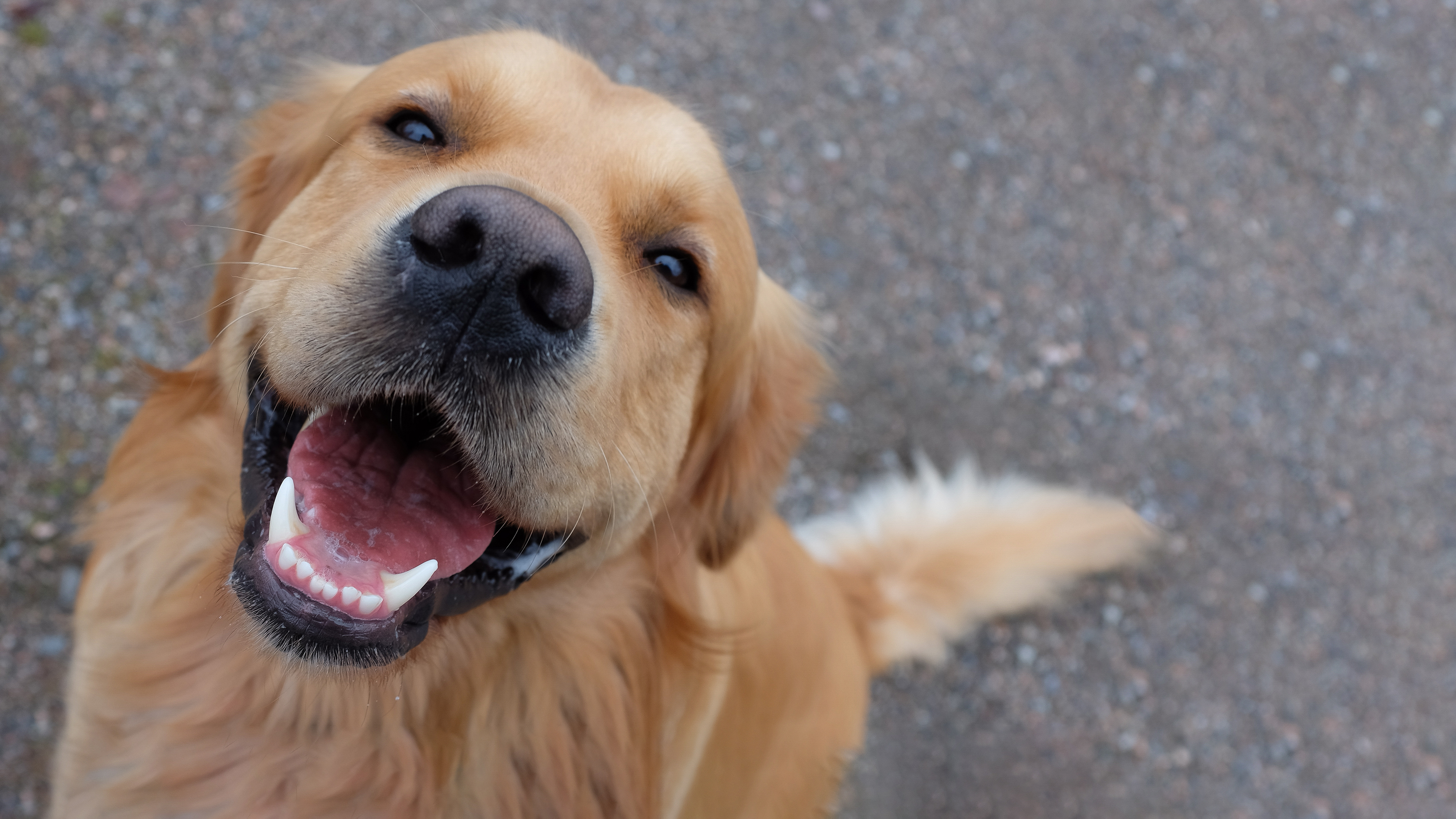 close up of dog