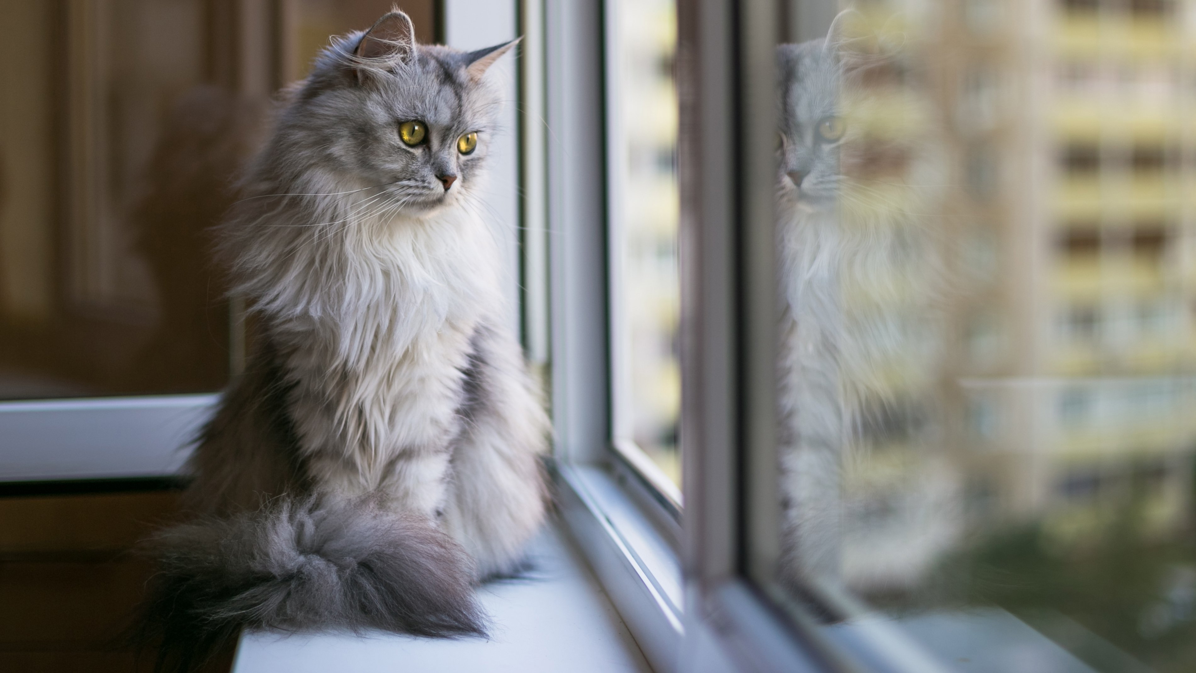 Cat looking out window