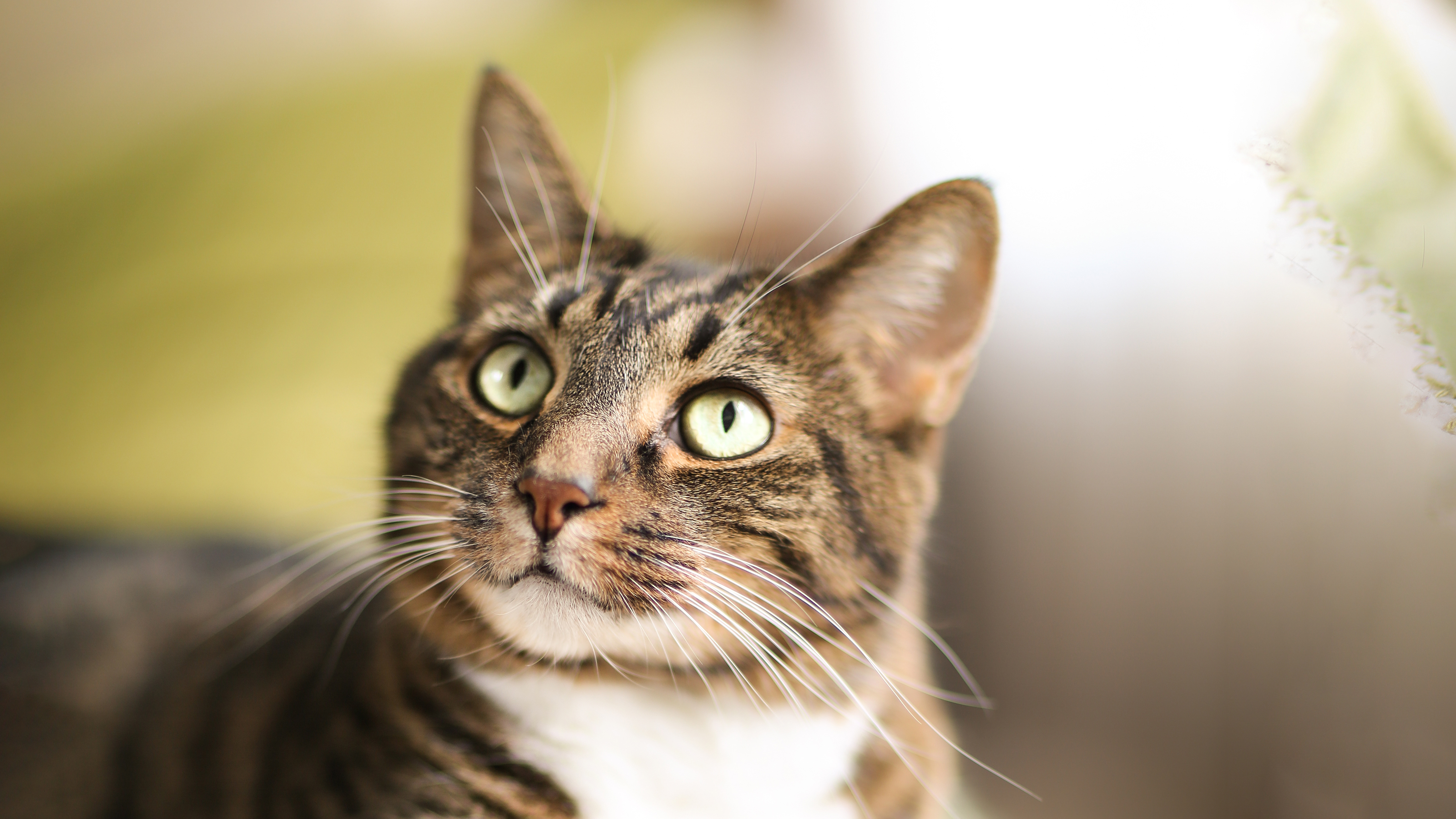 close up of cat looking up