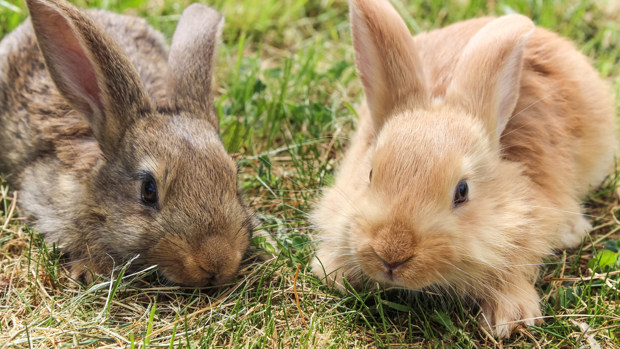 Fleas and Your Rabbit | Companion Care