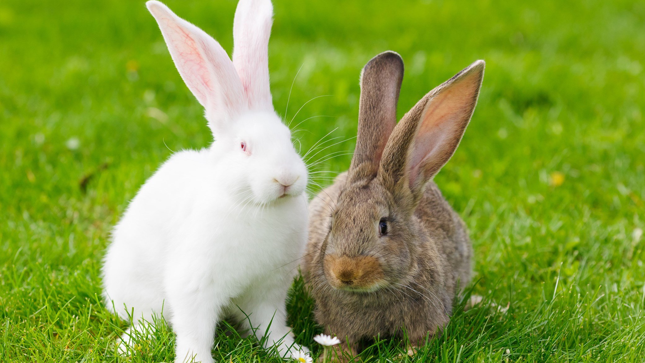 Looking After Your Rabbits Teeth Companion Care
