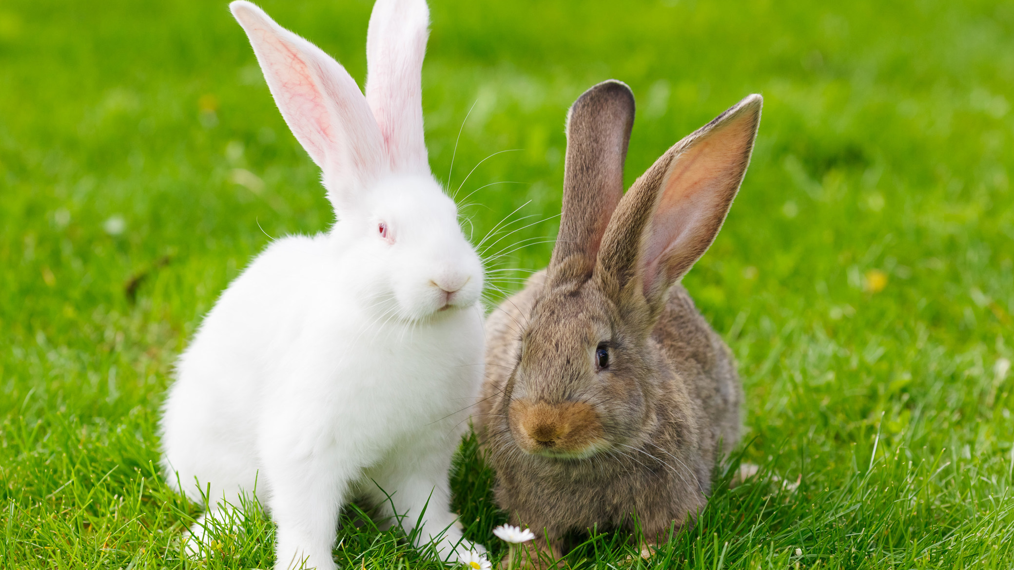 Looking After Your Rabbit's Teeth Companion Care