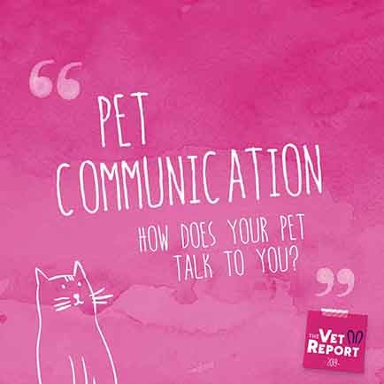 Stills_V2Pet communication